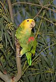 Yellow-headed Amazonborder=