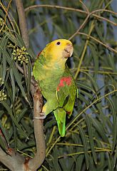 Yellow-headed Amazon