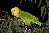 Yellow-headed Amazonborder=