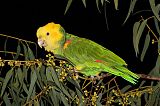 Yellow-headed Parrotborder=