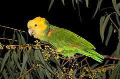 Yellow-headed Amazon