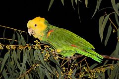 Yellow-headed Parrot