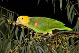 Yellow-headed Parrotborder=