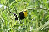 Yellow-hooded Blackbird