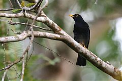 Yellow-legged Thrush