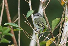 Yellow-olive Flycatcher