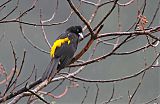 Yellow-rumped Caciqueborder=