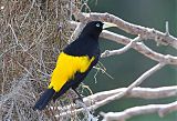 Yellow-rumped Caciqueborder=