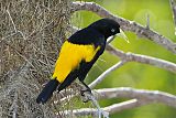 Yellow-rumped Caciqueborder=