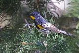 Yellow-rumped Warbler