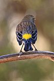 Yellow-rumped Warbler