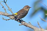 Yellow-rumped Warblerborder=