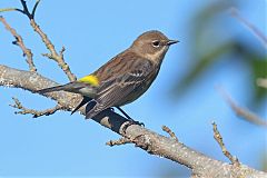 Yellow-rumped Warbler