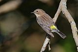 Yellow-rumped Warblerborder=