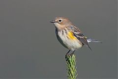 Yellow-rumped Warbler