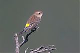 Yellow-rumped Warbler