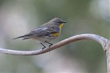 Yellow-rumped Warbler