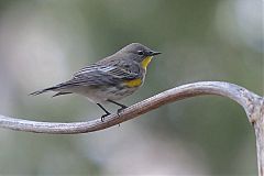 Yellow-rumped Warbler