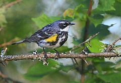 Yellow-rumped Warbler