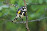 Yellow-rumped Warblerborder=