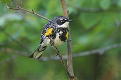 Yellow-rumped Warbler