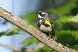 Yellow-rumped Warblerborder=