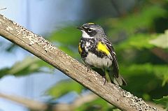 Yellow-rumped Warbler