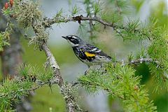 Yellow-rumped Warbler