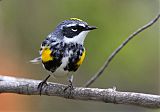 Yellow-rumped Warbler