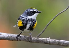 Yellow-rumped Warbler