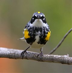 Yellow-rumped Warbler