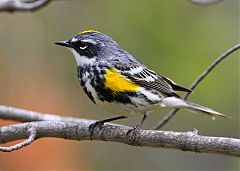 Yellow-rumped Warbler