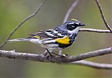 Yellow-rumped Warbler