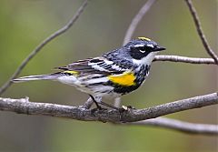 Yellow-rumped Warbler