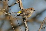 Yellow-rumped Warbler