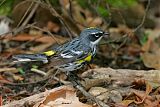 Yellow-rumped Warbler