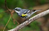 Yellow-rumped Warbler