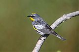 Yellow-rumped Warbler