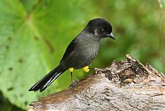 Yellow-thighed Brushfinch