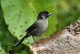 Yellow-thighed Brushfinch