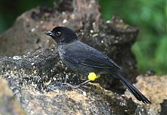 Yellow-thighed Brushfinch