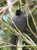 Yellow-thighed Brushfinch