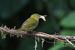 Yellow-throated Chlorospingus