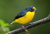 Yellow-throated Euphoniaborder=