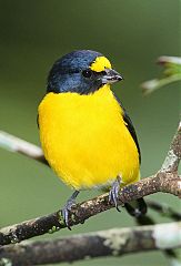 Yellow-throated Euphonia