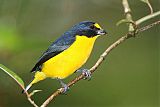 Yellow-throated Euphoniaborder=