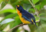 Yellow-throated Euphoniaborder=