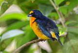 Yellow-throated Euphoniaborder=