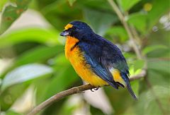 Yellow-throated Euphonia