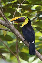 Yellow-throated Toucan